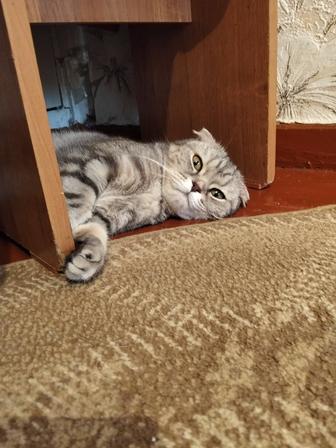 Ищем шотландского прямоухого жениха для нашей вислоухой кошечки