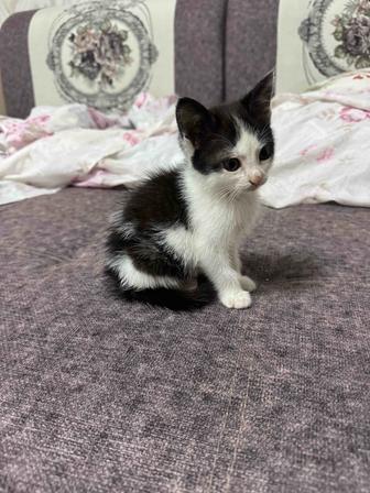 Отдам котенка