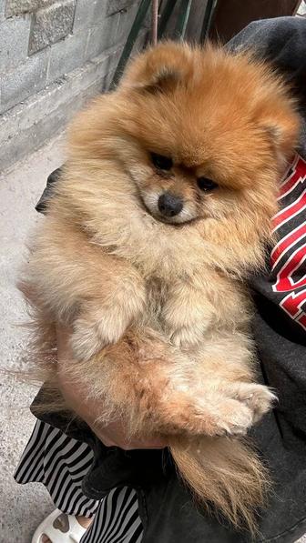 Срочно продам собачку