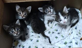 Отдам котят бесплатно , в хорошие руки .!