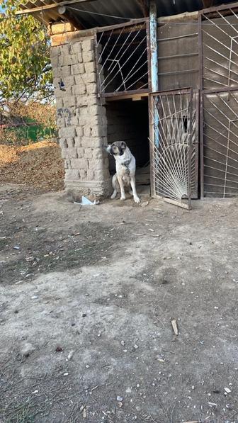 Продам собаку