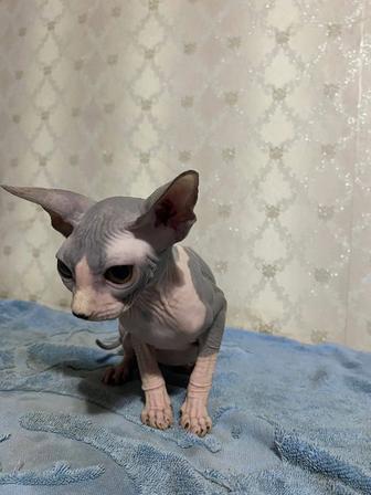 Продам котят сфинкс