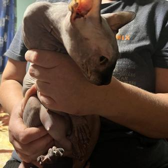 Продам котят сфинкс