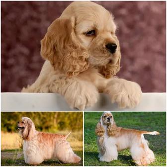 Щенки Американского кокер спаниеля