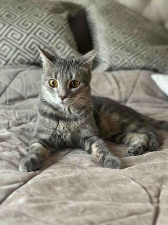 Кошечка Лекси 1,5 года