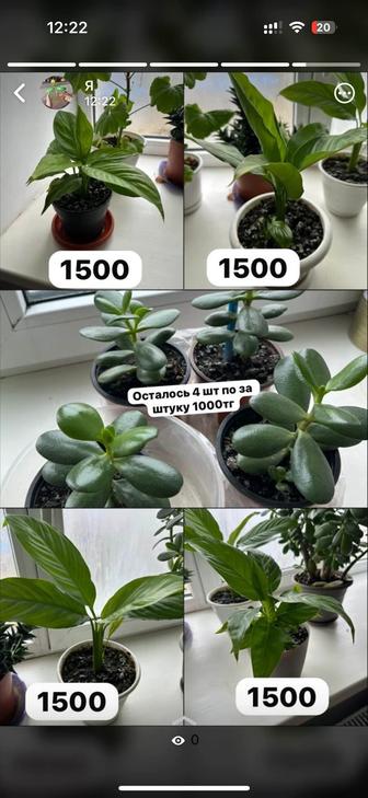 Продам цветы