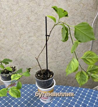 Бугенвиллии