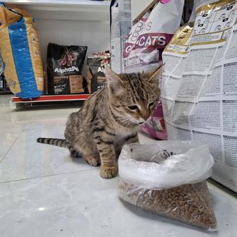 Котенок в добрые руки