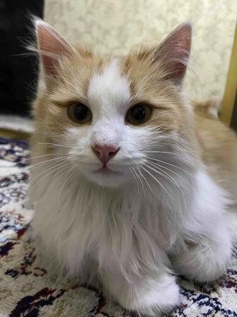 Отдам кота в хорошие руки