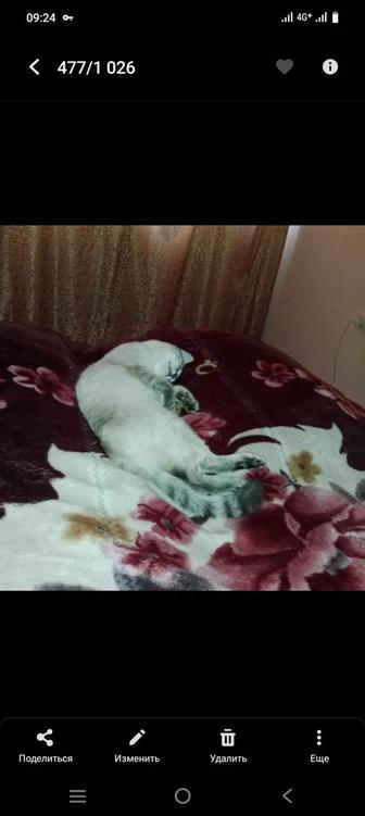 Отдам кота в хорошие руки