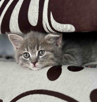 Отдаем котенка в надежные руки