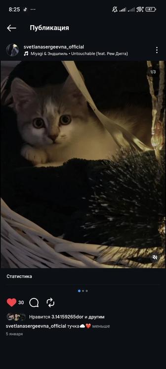 Кошка