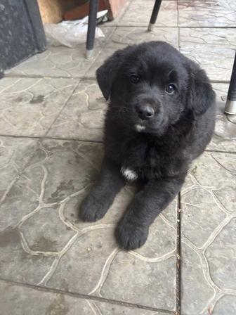 Отдам щенят