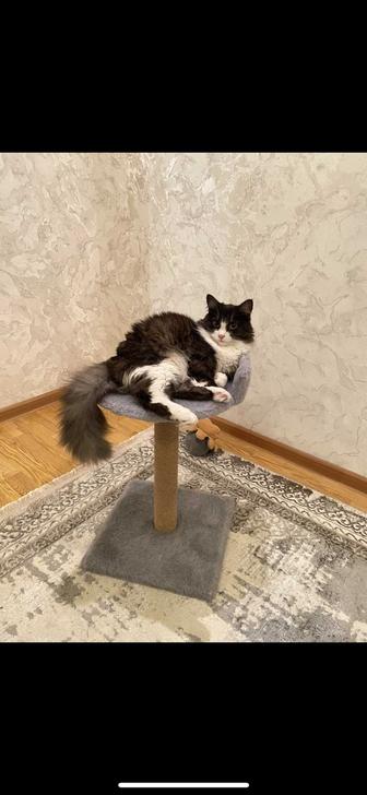 Отдам кошку