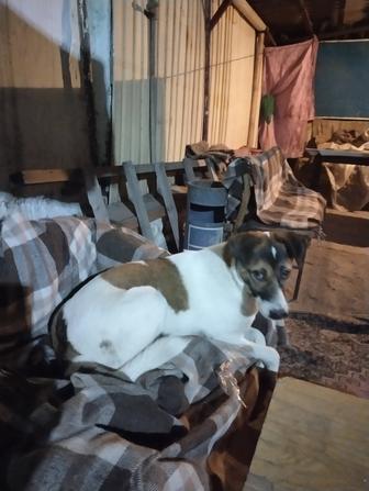 Отдам в хорошие руки собаку