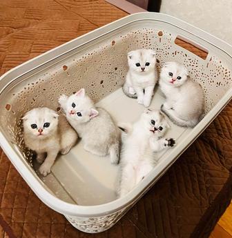 Котята Скотиш Фолд, Страйт
