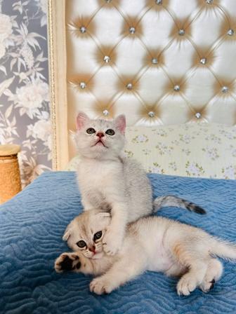 Котята Скотиш Фолд, Страйт