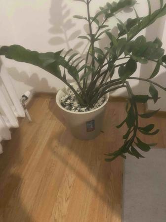 Продам комнатный цветок, большой