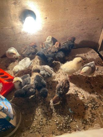 Балапан 1 апталық ар турли парода