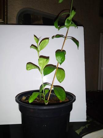 Комнатная Лавсония