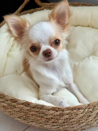 Продам чихуахуа