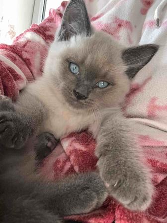 Кошки любимые питомцы