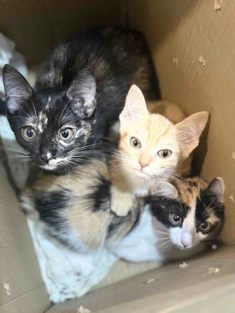 Отдам котят в добрые руки