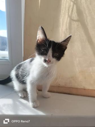 Котенок -мальчик ищет дом