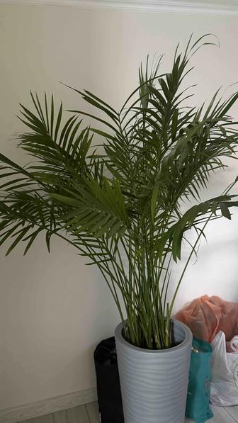 Цветок Хамедорея большой