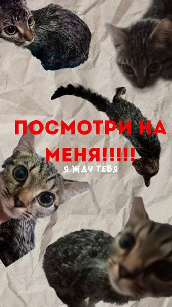 Котенок соня ищет семью!!!!
