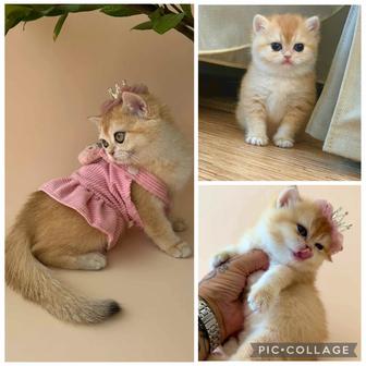 Котята Шиншиллы