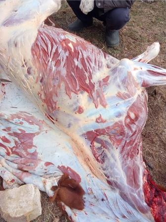 Мясо свежая