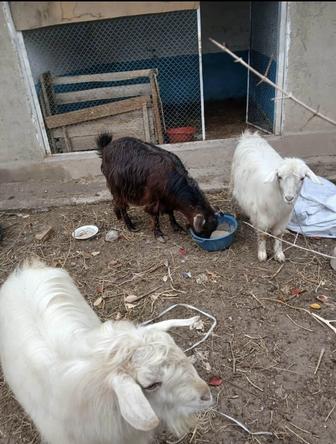 Екі ұрғашы лақ бір теке комплект сатылады