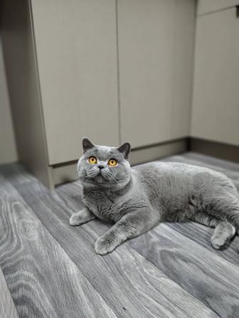 Кот британский.