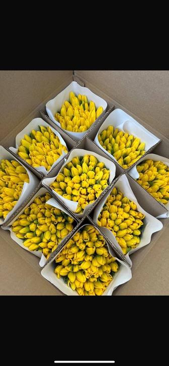 Тюльпаны предзаказ