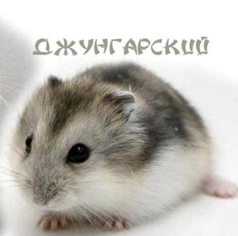 Срочно продам джунгарика