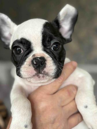 Щенки Французского бульдога