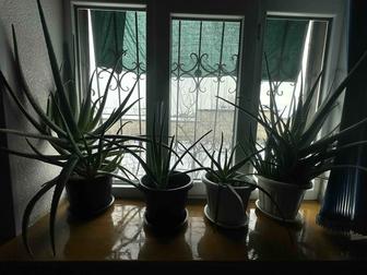 Алоэ домашний 5 летний