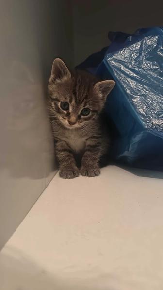 Котенок