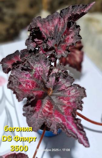 Домашние цветы