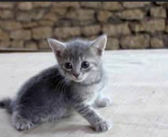 Отдам котят
