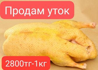 Продам уток! 2800тг за кг