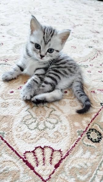 В продаже котятки девочки