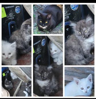 Отдам котят
