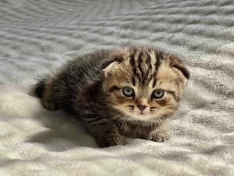 Мальчики вислоухие шотландцы. Котята вислоухие