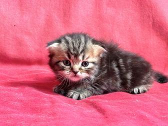 Мальчики вислоухие шотландцы. Котята вислоухие