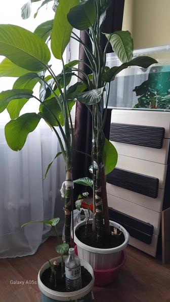 Продаю цветы