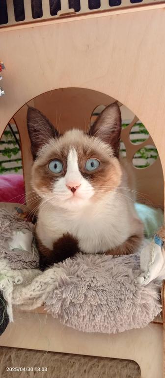 Кошечка подросток Ириска