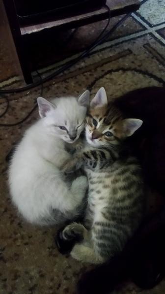 Отдам котят в добрые руки