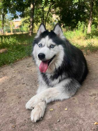 Хаски собака в добрые руки